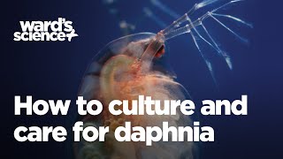 Caring and Culturing for Daphnia [upl. by Dre]