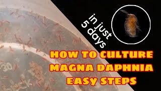 How to Culture Magna Daphnia Easily [upl. by Colwin]