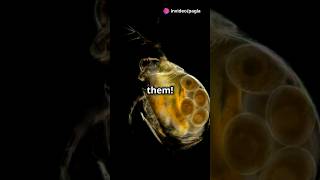 How to culture Daphnia for your Aquarium [upl. by Netsyrc]