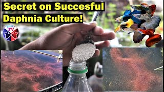 How to Culture Daphnia Successfully [upl. by Screens]