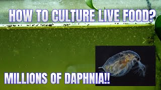 How to Culture Daphnia Secret Method to Breed MILLIONS  Simply Aquatic [upl. by Lapo455]