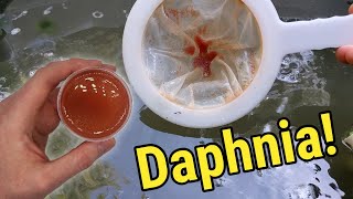 How I Culture Daphnia In Outdoor Tubs [upl. by Ahtreb]