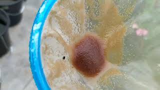 How to culture daphnia moina in a small container Part 1 English Subtitle [upl. by Cookie805]