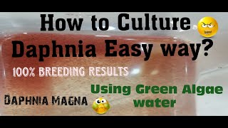 Daphnia MagnaHow to Culture Daphnia Easy wayCulturing Daphnia using Green water Daphnia [upl. by Aihsetal252]