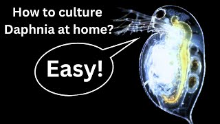 BEST Live Fish Food Beginner guide How to Culture Daphnia at home [upl. by Wadleigh]