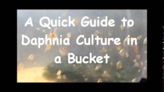 How to culture daphnia outside [upl. by Hserus694]