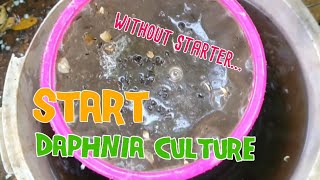 How to culture daphnia moina the easy way 1  Starting the Daphnia culture [upl. by Lansing]