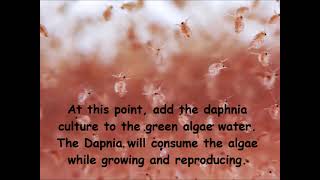 Daphnia  How to grow daphnia in your home [upl. by Esac]