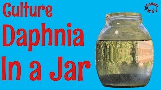 How to Culture Daphnia in a Jar [upl. by Nessie]