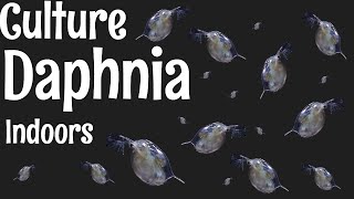 How to Culture Daphnia [upl. by Gram]