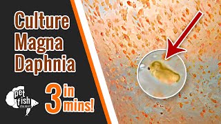 How to culture DAPHNIA MAGNA  The easy way [upl. by Cheslie]