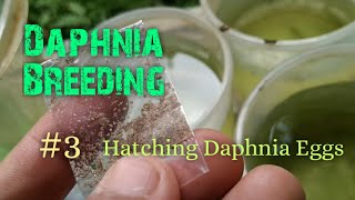 Daphnia Culture made simple and easy 3  Hatching Daphnia eggs [upl. by Mckenzie]