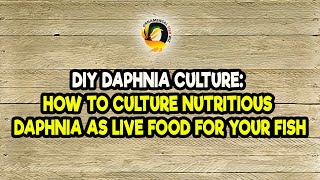 DIY Daphnia Culture How to Culture Nutritious Daphnia as Live Food for Your Fish [upl. by Monk]