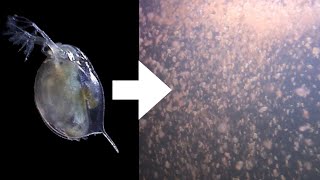 How I Culture Daphnia [upl. by Aicirtam]