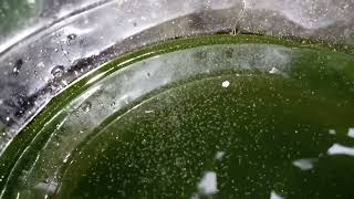 DAPHNIA MOINA CULTURE IN A SMALL BUCKET [upl. by Eillim183]