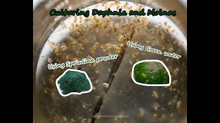 How To Culture Daphnia and Moinas using Green Water Spirulina powder [upl. by Arekahs375]