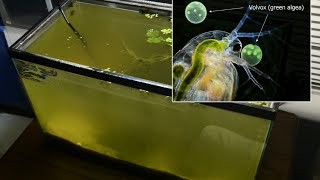 Raising Daphnia for the Freshwater Aquarium [upl. by Roxanna556]