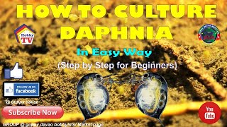 HOW TO CULTURE DAPHNIA In Easy Way [upl. by Wallach]